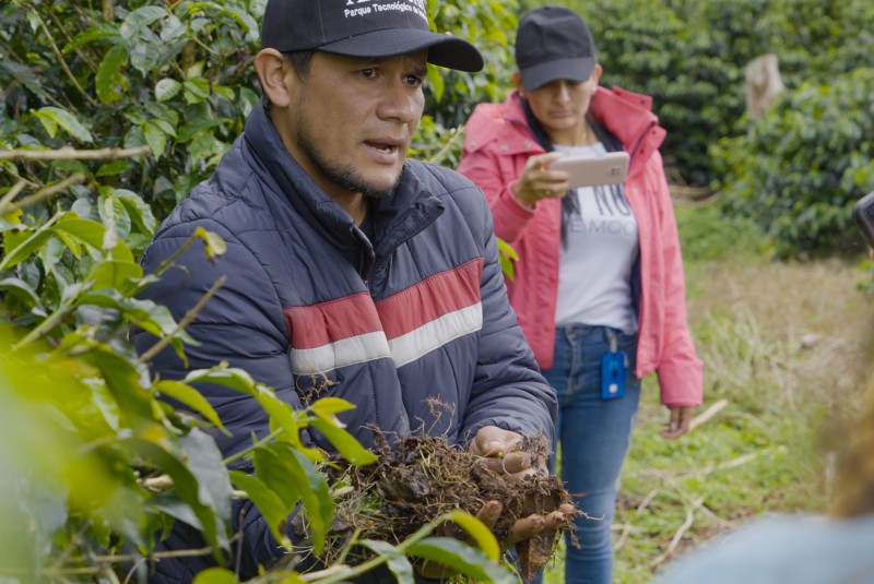 Close up view of a member of TECNiCAFE talking to Hub researchers, whilst stood amongst coffee plants